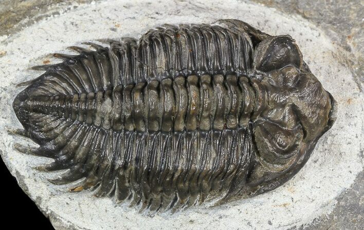 Bargain, Coltraneia - Bug Eyed Trilobite #53560